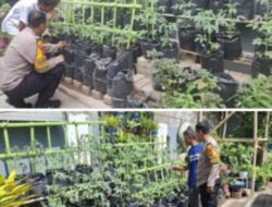 Lebih dari Sekadar Keamanan! Bhabinkamtibmas Melayu Baru Dukung Kemandirian Pangan Warga