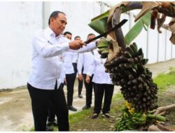 Berkah Bulan Ramadhan, Rutan Siak Kembali Panen Pisang dan Sawi Hasil Budidaya Warga Binaan