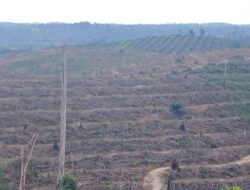 Masyarakat Lokal Mendukung Penuh Penghutanan Kembali Kawasan TNTN