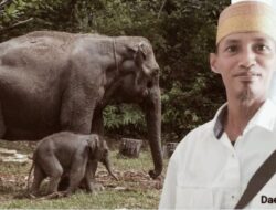 Gajah TNTN