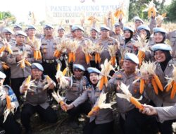 Bidpropam Polda Banten Gelar Panen Jagung, Dorong Program Swasembada Pangan Nasional