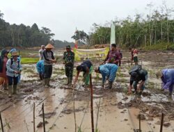 Kodim 1209/Bky Dampingi Poktan Tanjan Bersemi Tanam Padi Perdana di Lahan Cetak Sawah