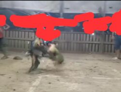 Judi Sabung Ayam di Sagulung Diduga Beroperasi Terang-Terangan, Cerminan Lemahnya Penegakan Hukum