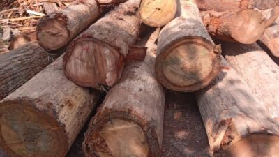 Datuk AN “Pungut” hingga Rp800 Ribu/Minggu dari Bos Kayu Ilegal Teratak Bulu