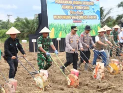Kasdim 1009/Tanah Laut Hadiri Penanaman Jagung Serentak Kuartal I Tahun 2026 Polres Tanah Laut