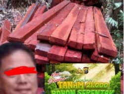 Ilegal Logging di Wilayah Bangko Rokan Hilir Terbongkar, Dugaan Keterlibatan Oknum Polisi yang diduga Bertugas di Polsek Bangko Inisial JS Mencuat, Beranikah Polda Riau Menindaklanjutinya?