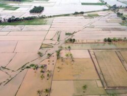 Ribuan Hektare Sawah Dipulihkan, Jamin Ketahanan Pangan Wilayah Terdampak