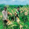 Polsek Tambusai Dampingi Petani PT. PSA, Dukung Swasembada Pangan Asta Cita Presiden Prabowo
