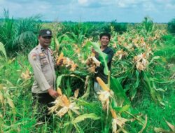 Polsek Tambusai Dampingi Petani PT. PSA, Dukung Swasembada Pangan Asta Cita Presiden Prabowo