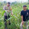 Polsek Tambusai Cinta Petani, Dampingi Petani Jagung Dukung Swasembada Pangan Nasional