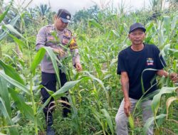 Polsek Tambusai Cinta Petani, Dampingi Petani Jagung Dukung Swasembada Pangan Nasional