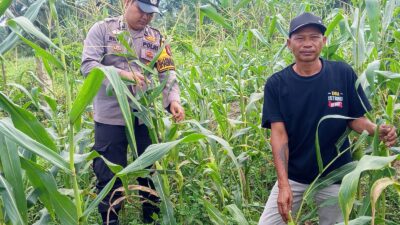 Polsek Tambusai Cinta Petani, Dampingi Petani Jagung Dukung Swasembada Pangan Nasional