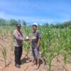 POLSEK TAMBUSAI CINTA PETANI, BERIKAN BANTUAN RACUN HAMA KEPADA PETANI.