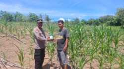 POLSEK TAMBUSAI CINTA PETANI, BERIKAN BANTUAN RACUN HAMA KEPADA PETANI.