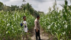 Polsek Kampar Kiri Hilir Periksa Tanaman Jagung Pipil Tumpang Sari, Perkembangan Baik Dan Akan Panen Pertegahan Mei