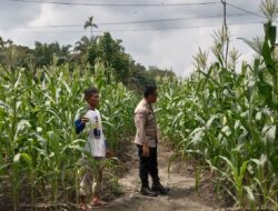 Polsek Kampar Kiri Hilir Periksa Tanaman Jagung Pipil Tumpang Sari, Perkembangan Baik Dan Akan Panen Pertegahan Mei