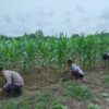 Polsek Perhentian Raja Periksa Tanaman Jagung Pipil Poktan, Lahan 1,25 Hektar Berkembang Optimal Dengan Metode Monokultur