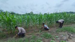 Polsek Perhentian Raja Periksa Tanaman Jagung Pipil Poktan, Lahan 1,25 Hektar Berkembang Optimal Dengan Metode Monokultur
