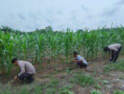 Polsek Perhentian Raja Periksa Tanaman Jagung Pipil Poktan, Lahan 1,25 Hektar Berkembang Optimal Dengan Metode Monokultur