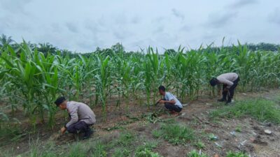 Polsek Perhentian Raja Periksa Tanaman Jagung Pipil Poktan, Lahan 1,25 Hektar Berkembang Optimal Dengan Metode Monokultur