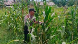Polsek Batu Hampar Cek Tanaman Jagung Kwartal I, Dukung Ketahanan Pangan Asta Cita Presiden