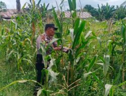 Polsek Batu Hampar Cek Tanaman Jagung Kwartal I, Dukung Ketahanan Pangan Asta Cita Presiden