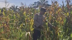 Bentuk Komitmen Mendukung Ketahanan Pangan Nasional, Polsek Batu Hampar Cek Tanaman Jagung Kwartal I di PT Sindora Seraya