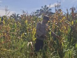Bentuk Komitmen Mendukung Ketahanan Pangan Nasional, Polsek Batu Hampar Cek Tanaman Jagung Kwartal I di PT Sindora Seraya