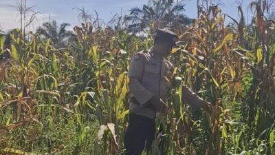 Bentuk Komitmen Mendukung Ketahanan Pangan Nasional, Polsek Batu Hampar Cek Tanaman Jagung Kwartal I di PT Sindora Seraya